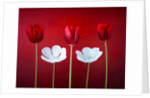 Tulip flowers in a row by Assaf Frank